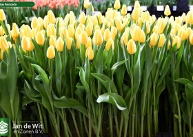 Tulipa Avocado ® (1)